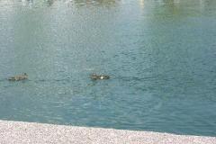 barrie_ducks2